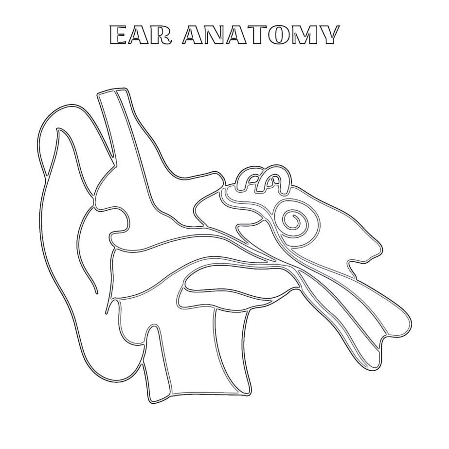 Anatomy Of The Ear Coloring Page