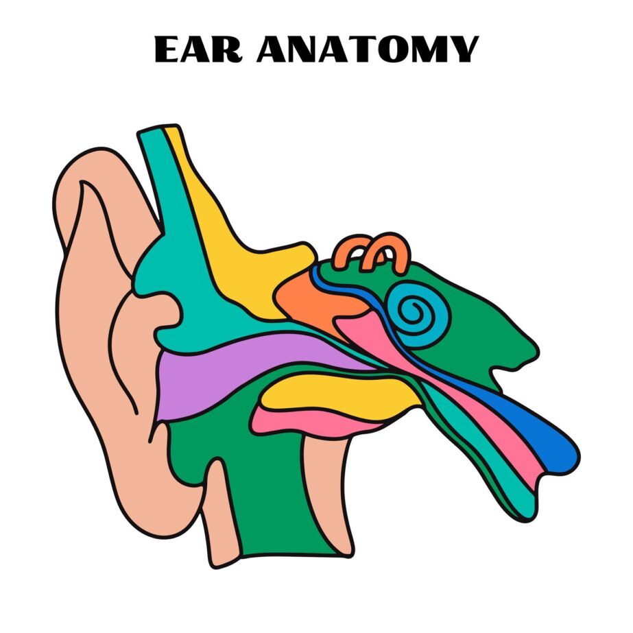 Anatomy Of The Ear Coloring Page 2