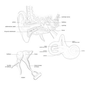 Anatomy Of The Ear - Coloring page