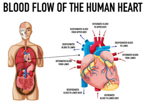 Blood Flow Of The Human - Original image