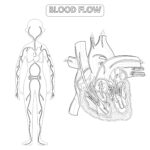 Blood Flow Of The Human Coloring Page