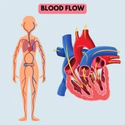 Blood Flow Of The Human Coloring Page - Origin image