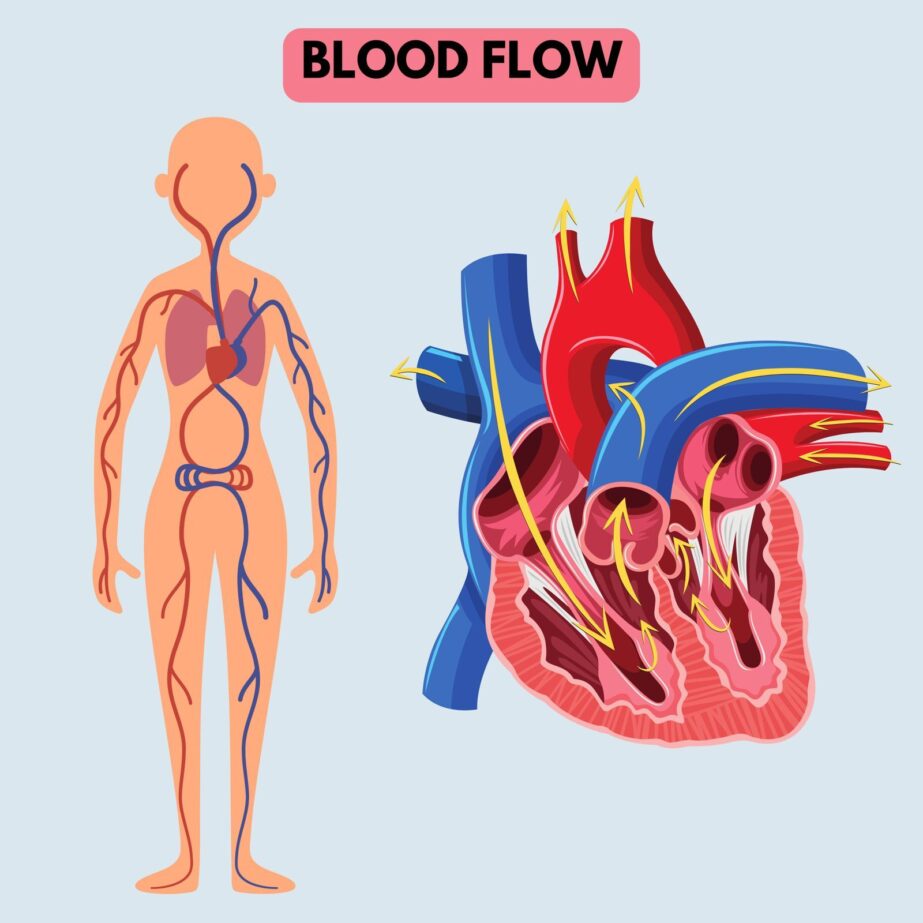 Blood Flow Of The Human Coloring Page 2