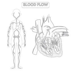 Blood Flow Of The Human Coloring Page - Printable Coloring page