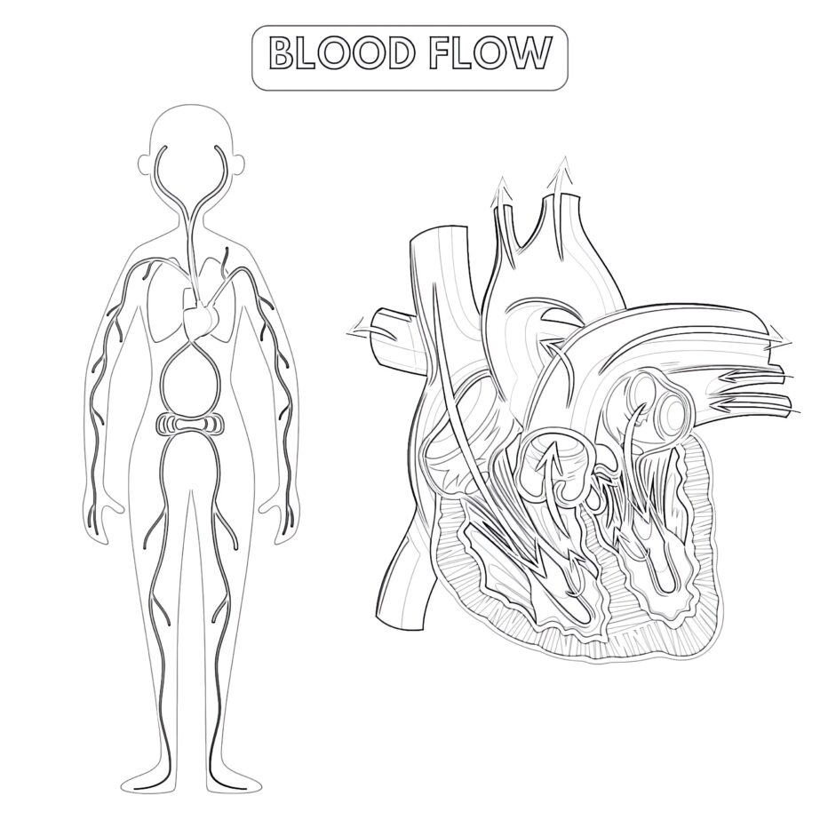 Blood Flow Of The Human Coloring Page