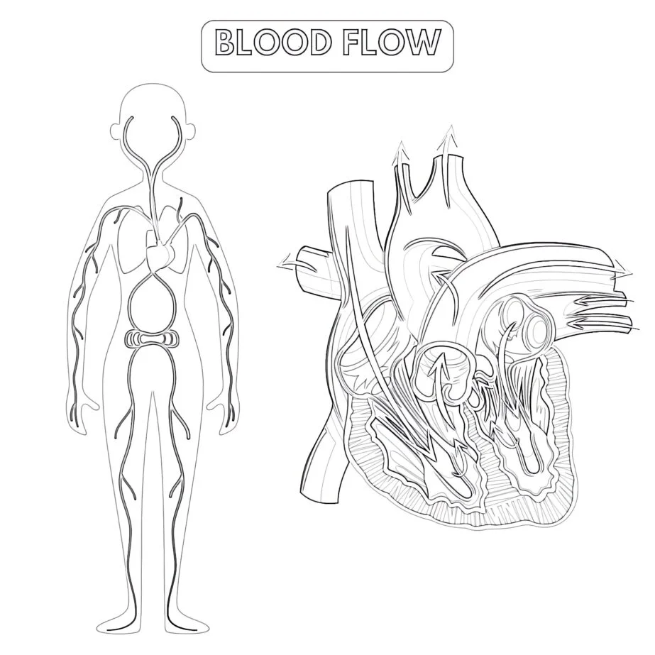 Blood Flow Of The Human Coloring Page