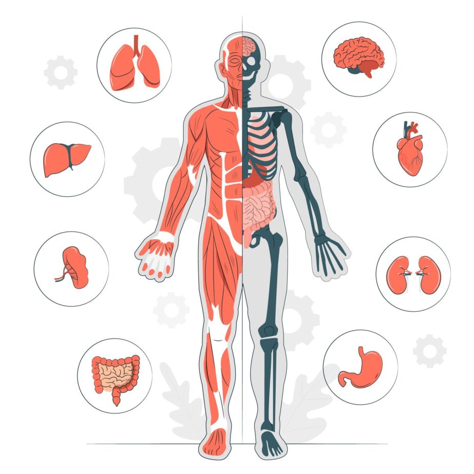 Body Anatomy - Original image