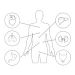 Body Anatomy Coloring Page