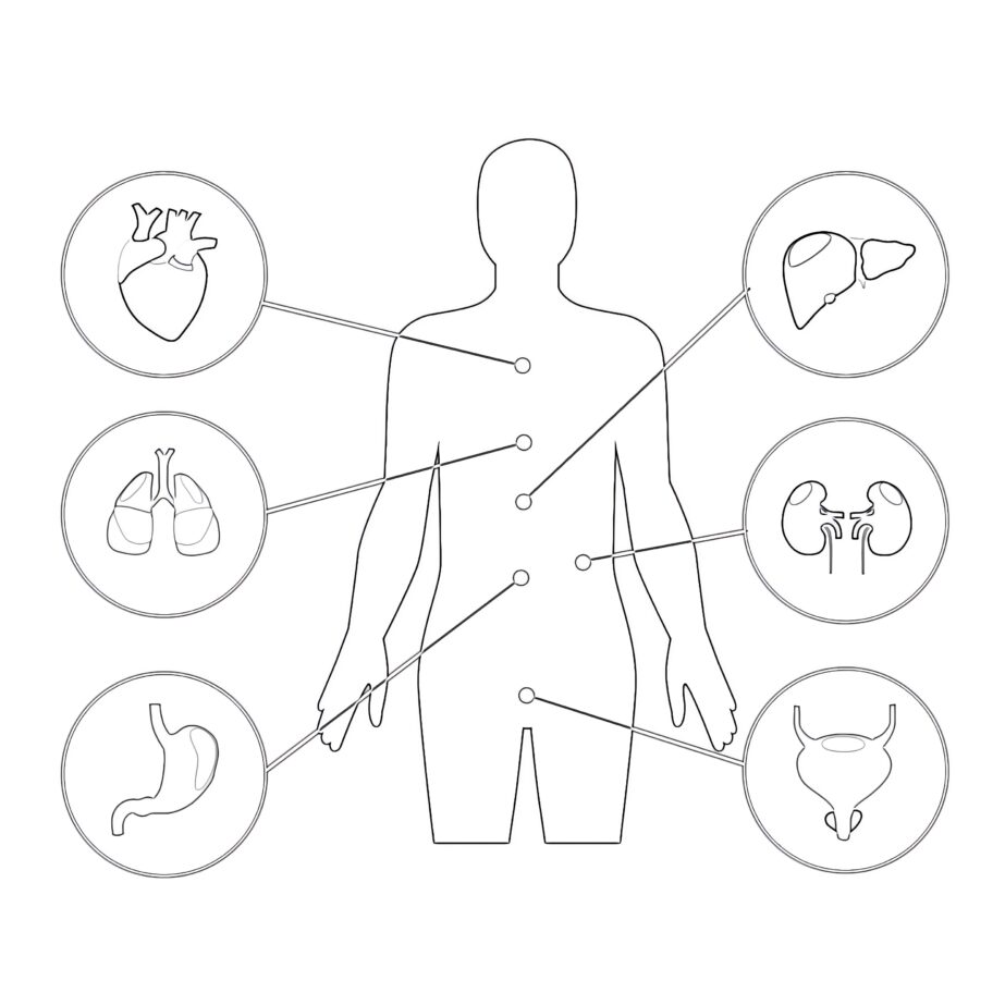 Body Anatomy Coloring Page