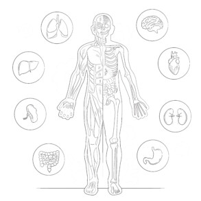 Body Anatomy - Coloring page