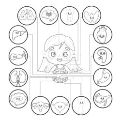 Body Structure Girl - Printable Coloring page