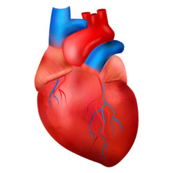 Heart Anatomy - Origin image