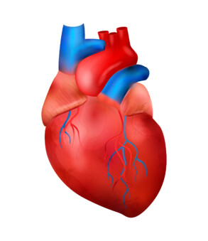 Heart Anatomy - Original image