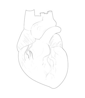 Heart Anatomy - Coloring page