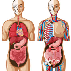 Human Anatomy With Different Systems - Origin image