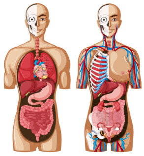 Human Anatomy With Different Systems - Original image