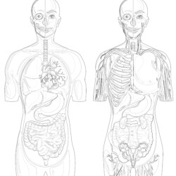 Human Anatomy With Different Systems - Printable Coloring page