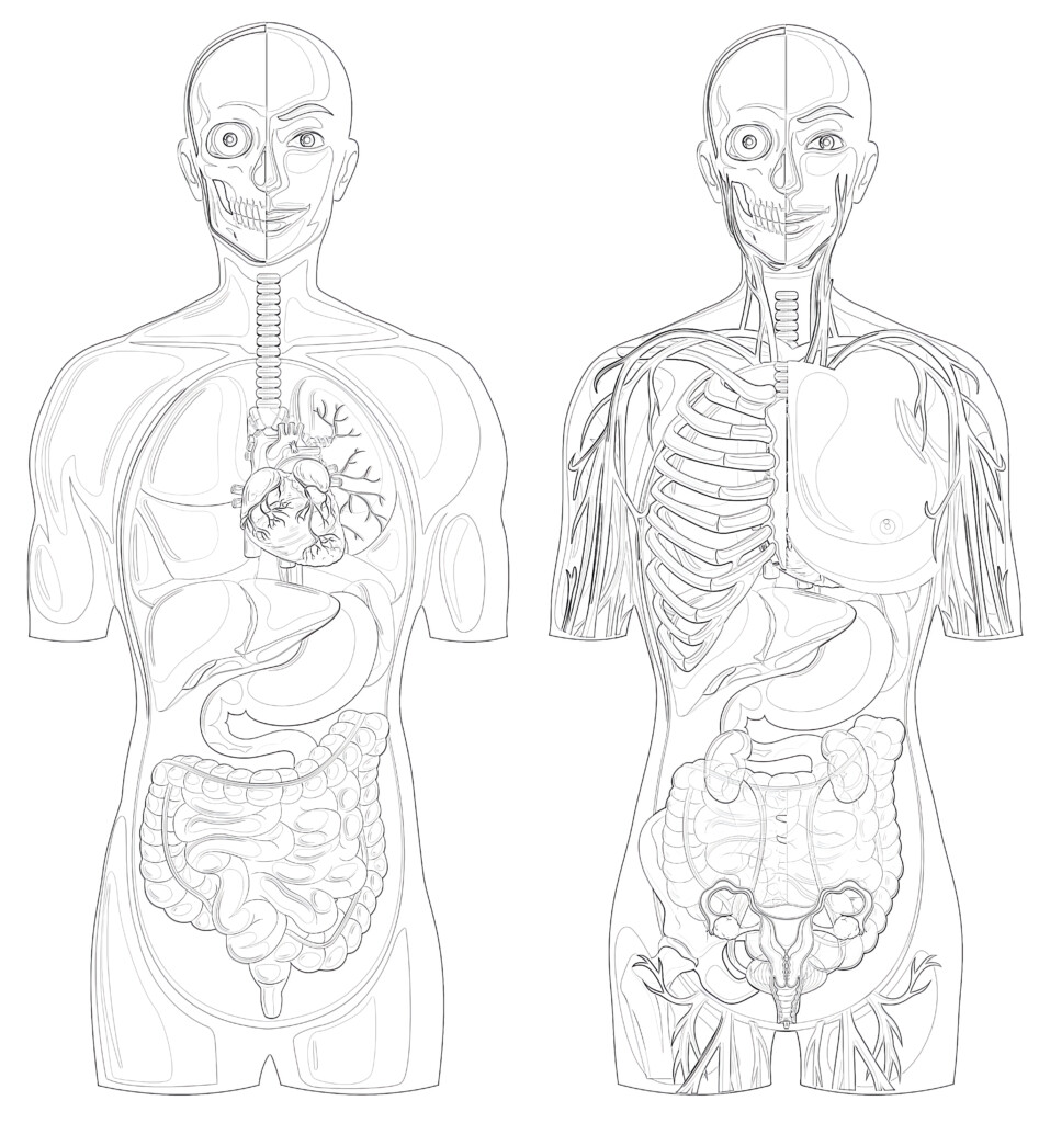 Printable Human Anatomy With Different Systems Coloring Page - Mimi Panda