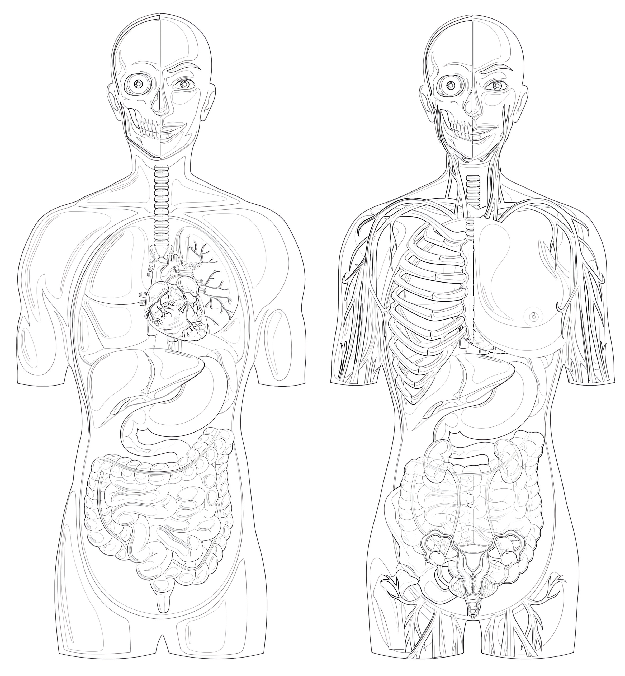 Human Anatomy With Different Systems coloring page Mimi Panda