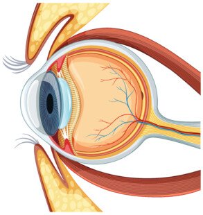 Human Eyeball Anatomy - Original image