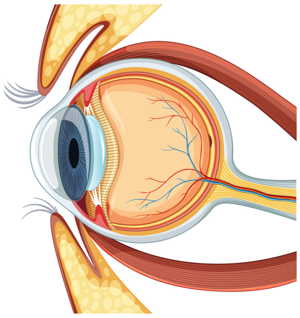 Printable Human Eyeball Anatomy Coloring Page - Mimi Panda