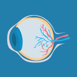 Human Eyeball Anatomy - Origin image