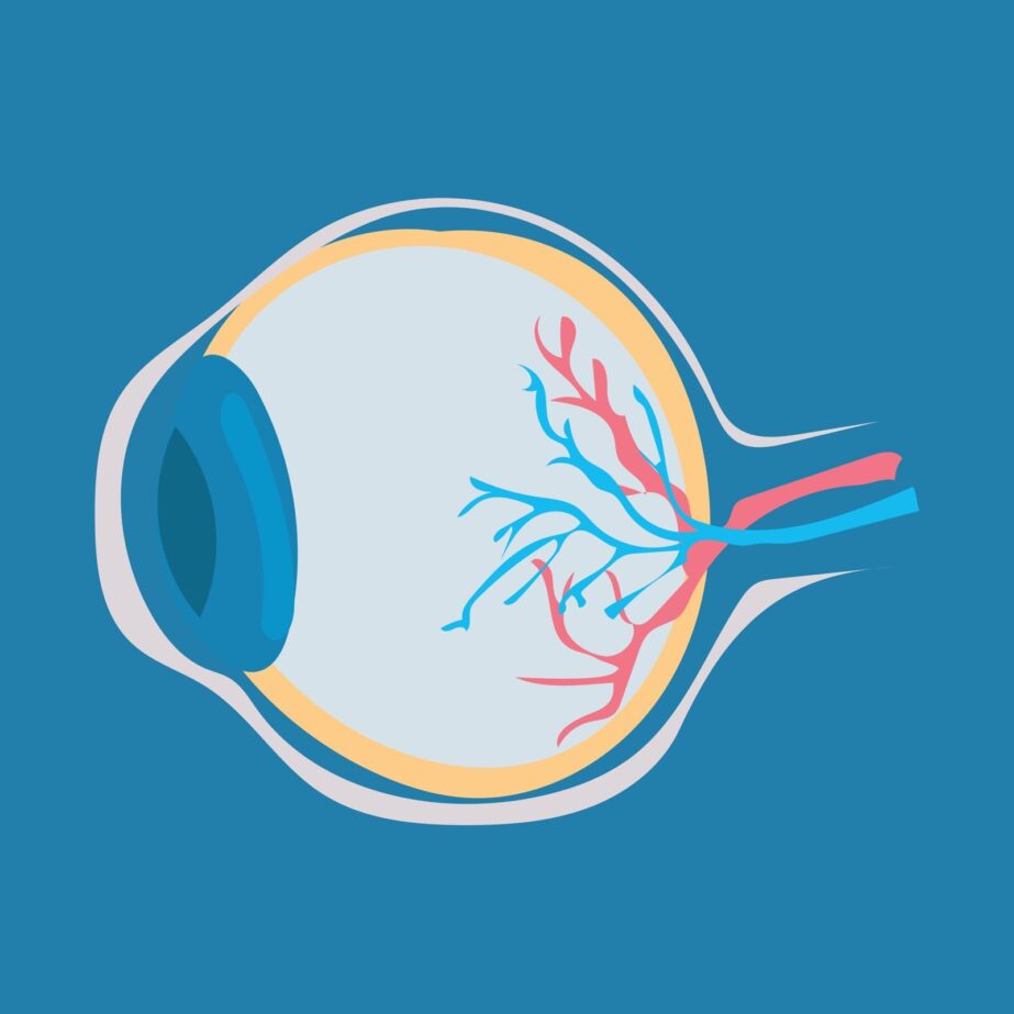 Human Eyeball Anatomy Coloring Page 2