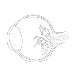 Human Eyeball Anatomy - Printable Coloring page
