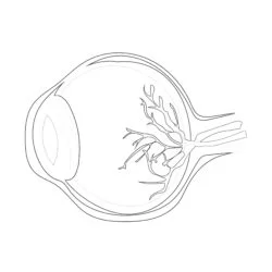 Human Eyeball Anatomy - Printable Coloring page