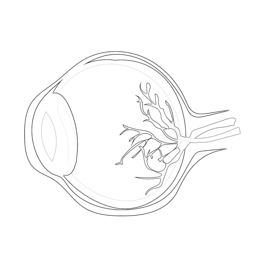 Human Eyeball Anatomy Coloring Page