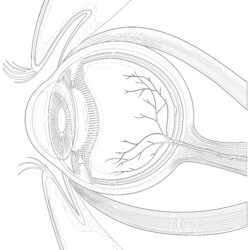 Human Eyeball Anatomy - Printable Coloring page