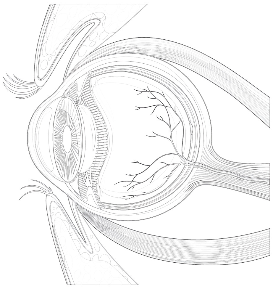 Human Eyeball Anatomy - Coloring page