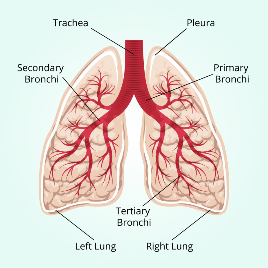 Structure Of The Lungs - Original image