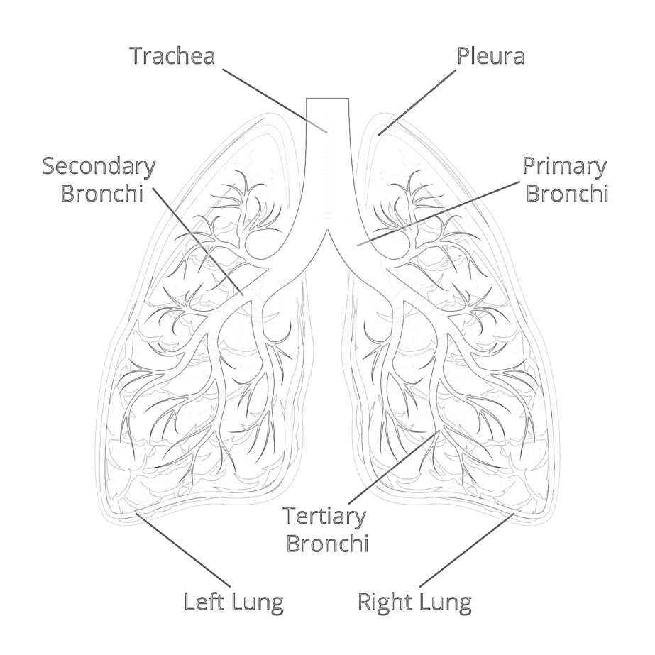Structure Of The Lungs - Coloring page