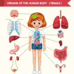 Body Structure Girl - Origin image