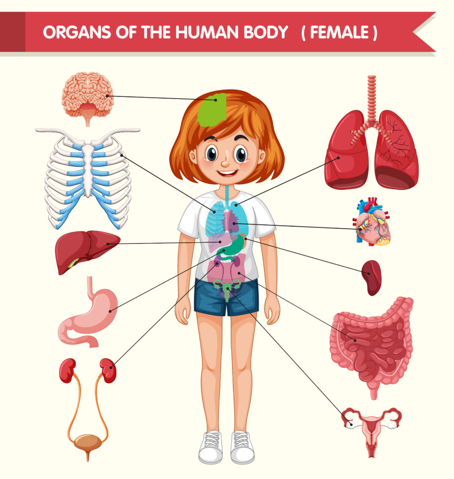 Body Structure Girl - Original image