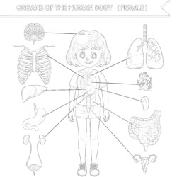 Body Anatomy - Printable Coloring page