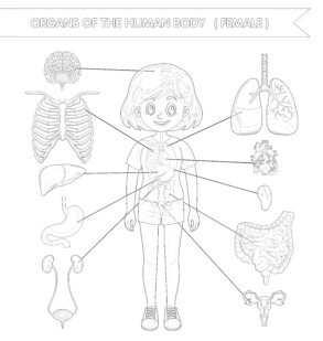 Body Structure Girl - Coloring page
