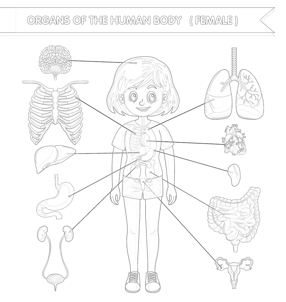 Body Structure Girl - Coloring page