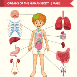Anatomical Structure Human - Origin image