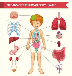 Body Structure Boy - Original image