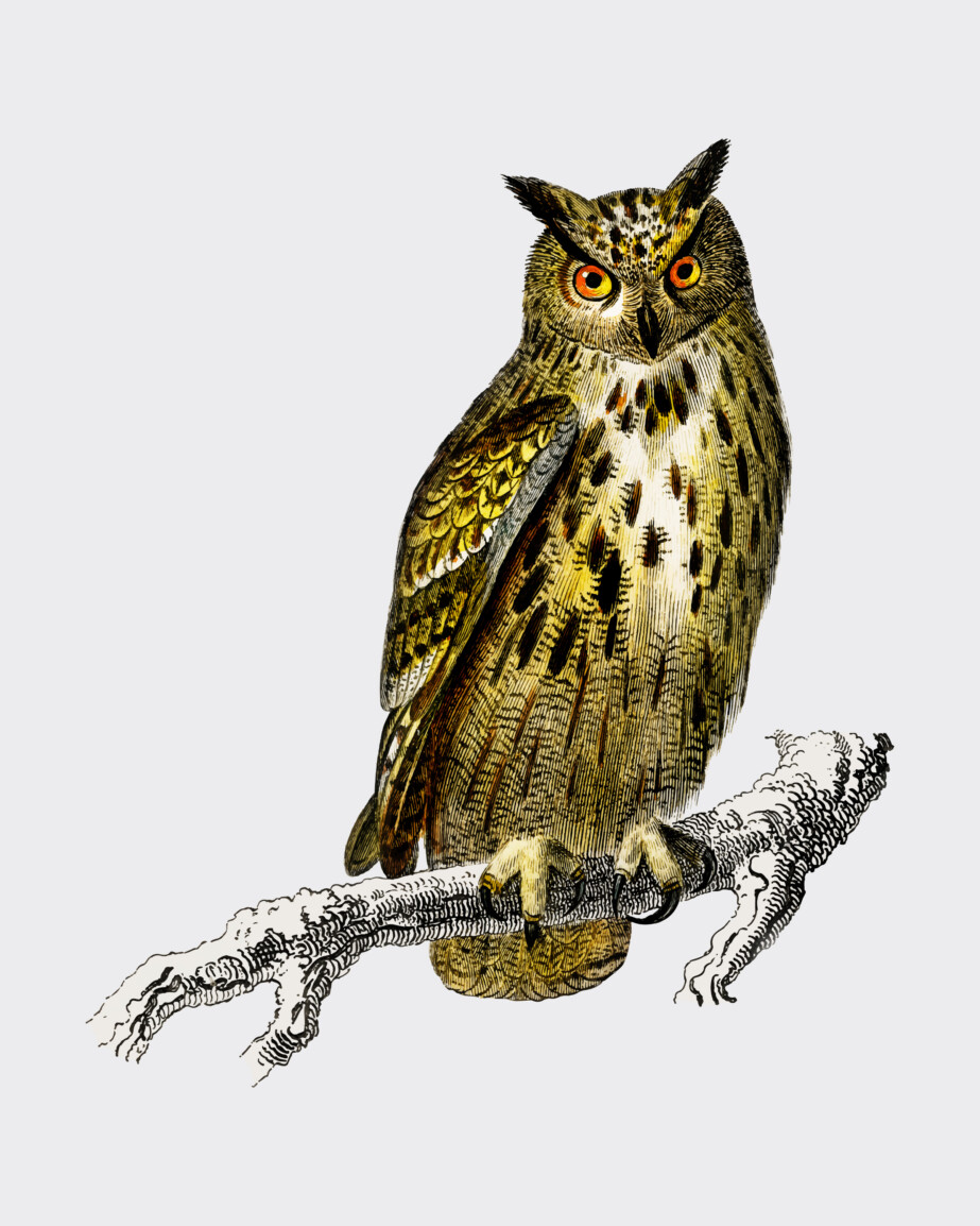 Vintage Owl - Original image