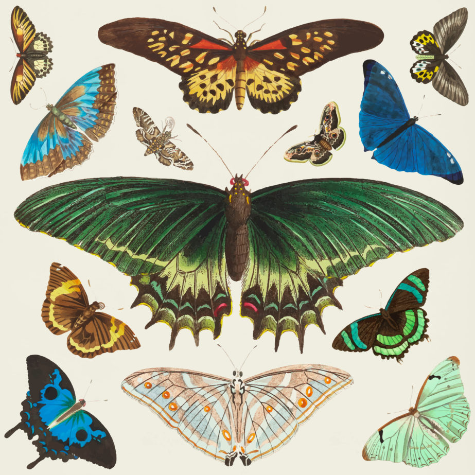 Vintage Butterfly - Original image