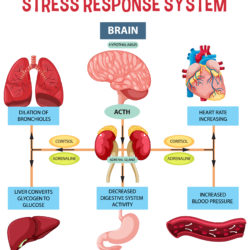 Stress Response System - Origin image