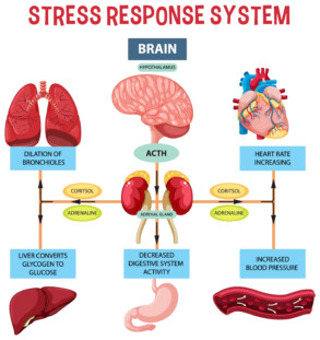 Stress Response System - Original image