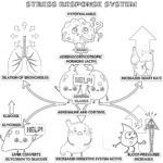 Stress Response System Coloring Page