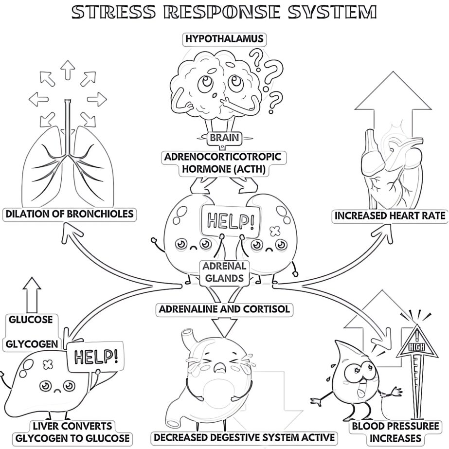 Stress Response System Coloring Page