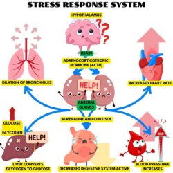 Stress Response System - Origin image