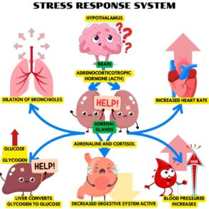 Stress Response System | Coloring Pages Mimi Panda