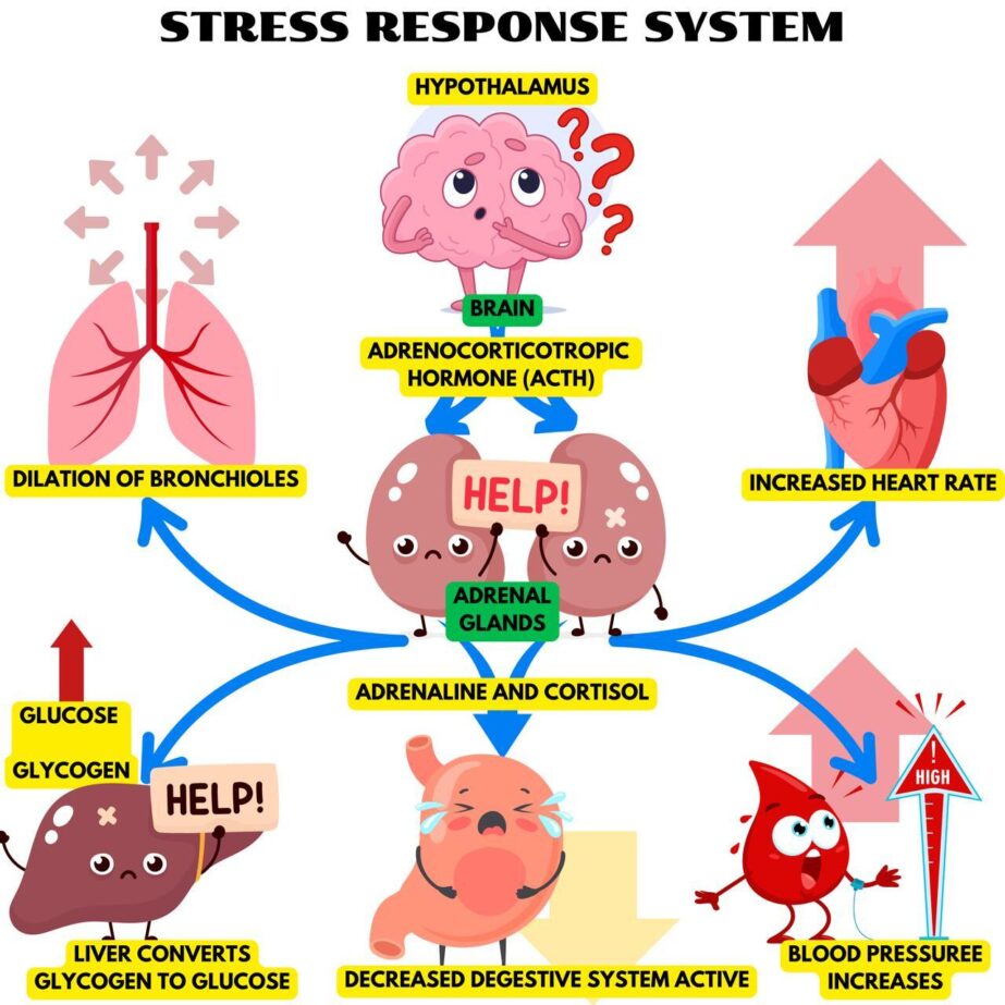 Stress Response System Coloring Page 2